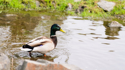 Duck over the stream on a sunny day