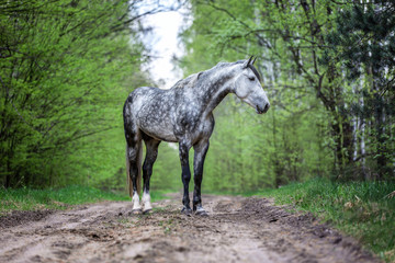Portrait of a beautiful Arabian stallion in spring forest.