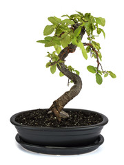 miniature bonsai tree Chinese elm isolated on a white background. 