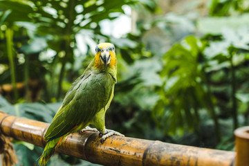 beautiful green afrotropical parrot perching on bamboo fence in tropical park