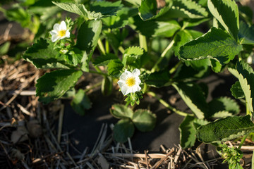 Plants of blossoming strawberries on beds in spring garden. Flowering green strawberry bushes with white flowers ,