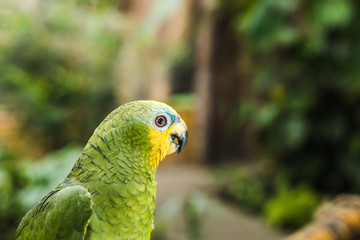 close-up shot of beautiful green afrotropical parrot