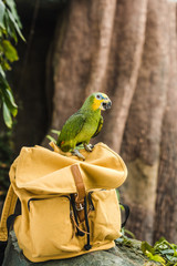 beautiful green afrotropical parrot perching on vintage yellow backpack in rainforest