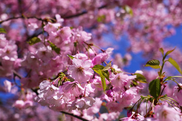 Branch of sakura tree pink flowers