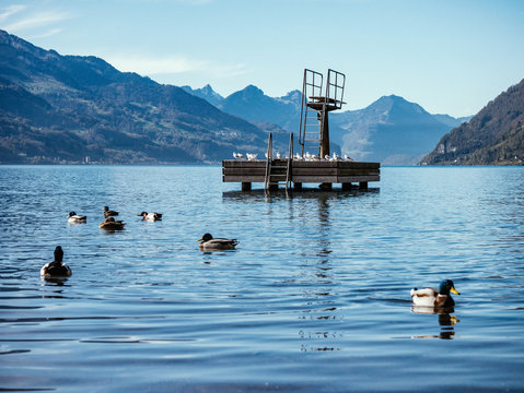 Enten im See vor Sprungbrett