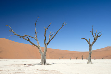 Fototapeta na wymiar Abgestorbene Akazienbäume, Deadvlei (Namibia)