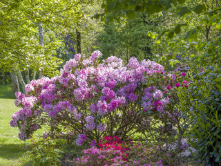 Obraz premium Rhododendron dans un jardin d'oenement