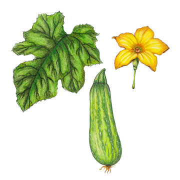 Hand drawn isolated botanical illustrations of fresh zucchini