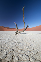 Abgestorbene Akazienbäume, Deadvlei (Namibia)