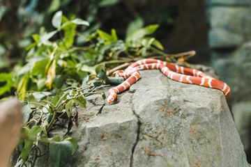 orange and white milk snake lying on rock in jungle