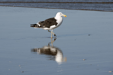 Möve am am Pelican Point (Namibia)