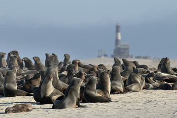 Robbenkolonie am Pelican Point (Namibia)