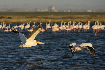 Pelikane vor Kolonie Rosaflamingos (Phoenicopterus roseus), Pelican Point (Namibia)
