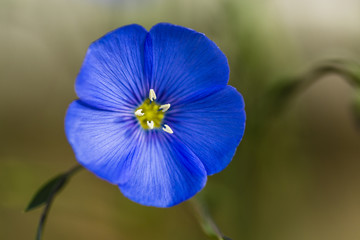 Blooming flower of flax in the garden.
