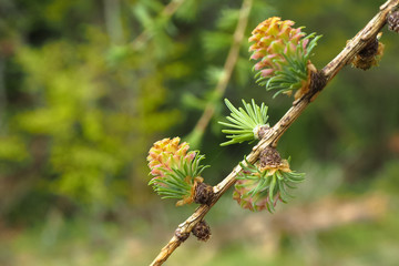Lärchenblüte