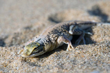 Düneneidechse (Aporosaura anchietae)