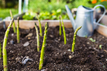 Young green asparagus grown in the garden.
