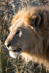 Löwenmähne (Panthera leo)