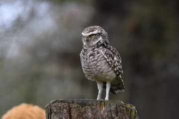 Burrowing Owls