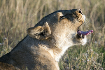 Löwe (Panthera leo)