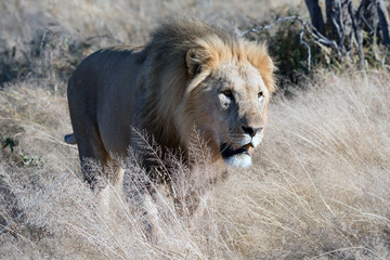 Löwe (Panthera leo)