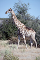Giraffe (Namibia)