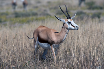 Fototapeta premium Springbock (Antidorcas)