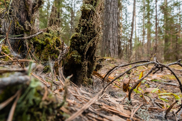 Vetluzhsky forest in spring