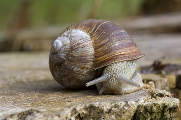 Weinbergschnecke auf Baumstumpf
