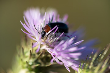 Cardo com insecto 