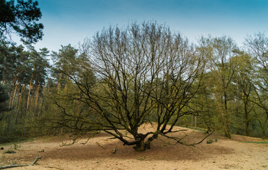 Der einsame Baum