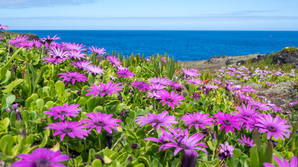 Purple Flowers In Front Of The Ocean