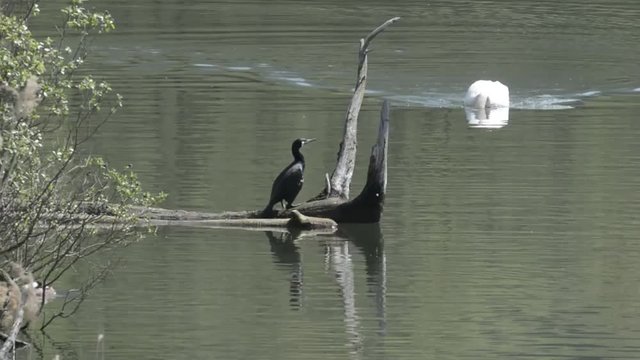 cormorano, cigno