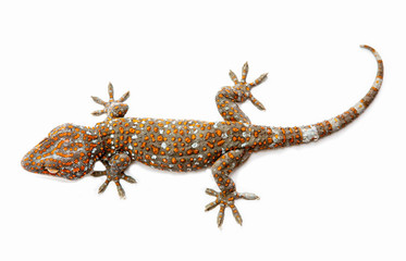 Gecko Red stripes on against white background