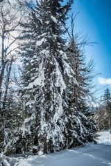 beautiful nature and scenery around snowshoe ski resort in cass west virginia