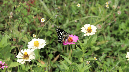 Bunter Schmetterling auf einer Blumenwiese