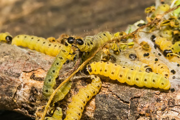 Sawfly Larvae in nature