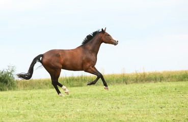 Beautiful brown horse running in freedom