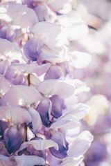 Fototapeta na wymiar Floral abstract background with Wisteria blooming 