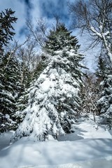 beautiful nature and scenery around snowshoe ski resort in cass west virginia
