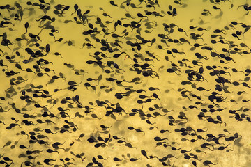 Naklejka premium Tadpoles in a lake