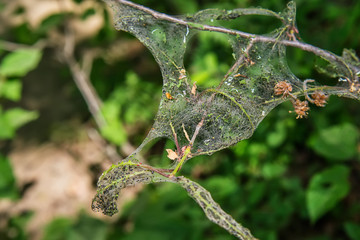 Fototapeta premium cobweb around the branch