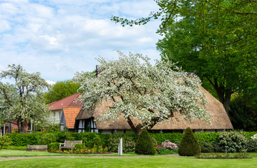 Fototapeta na wymiar Blühender Apfelbaum vor einem Bauernhaus mit Strohdach in Nienburg an der Weser