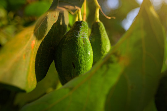Avocado fruit grooving on the tree in tropical garden. 