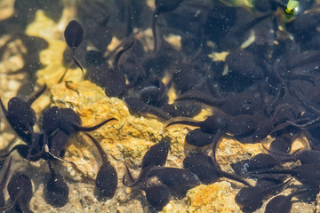 Naklejka premium Tadpoles in a lake