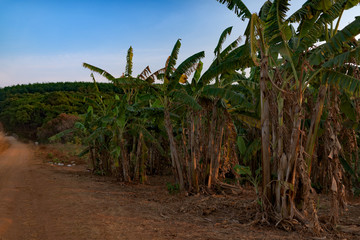 Fototapeta premium Dried Banana trees grooving in the local farm after harvesting. Cambodia, Banlung province. 