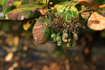 Cashew nut seed ready to harvest, hanging on the branch. Cambodia, Banlung province.  