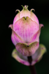 Fototapeta na wymiar Pink Blossom