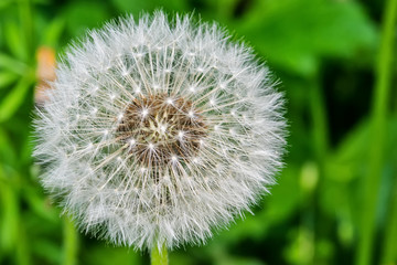 Close up of Dandelion in the field