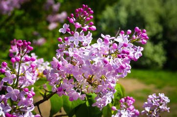 Obraz premium Lilac